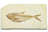 Detailed Fossil Fish (Diplomystus) - Wyoming #329585-1